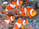 Головоломка пазл Prime 3D Рыбы-клоуны 500 деталей